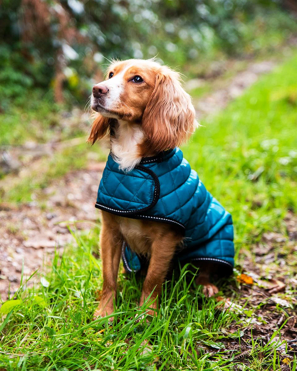Henry Wag Quilted Dog Jacket Teal (5 sizes) - Image 6