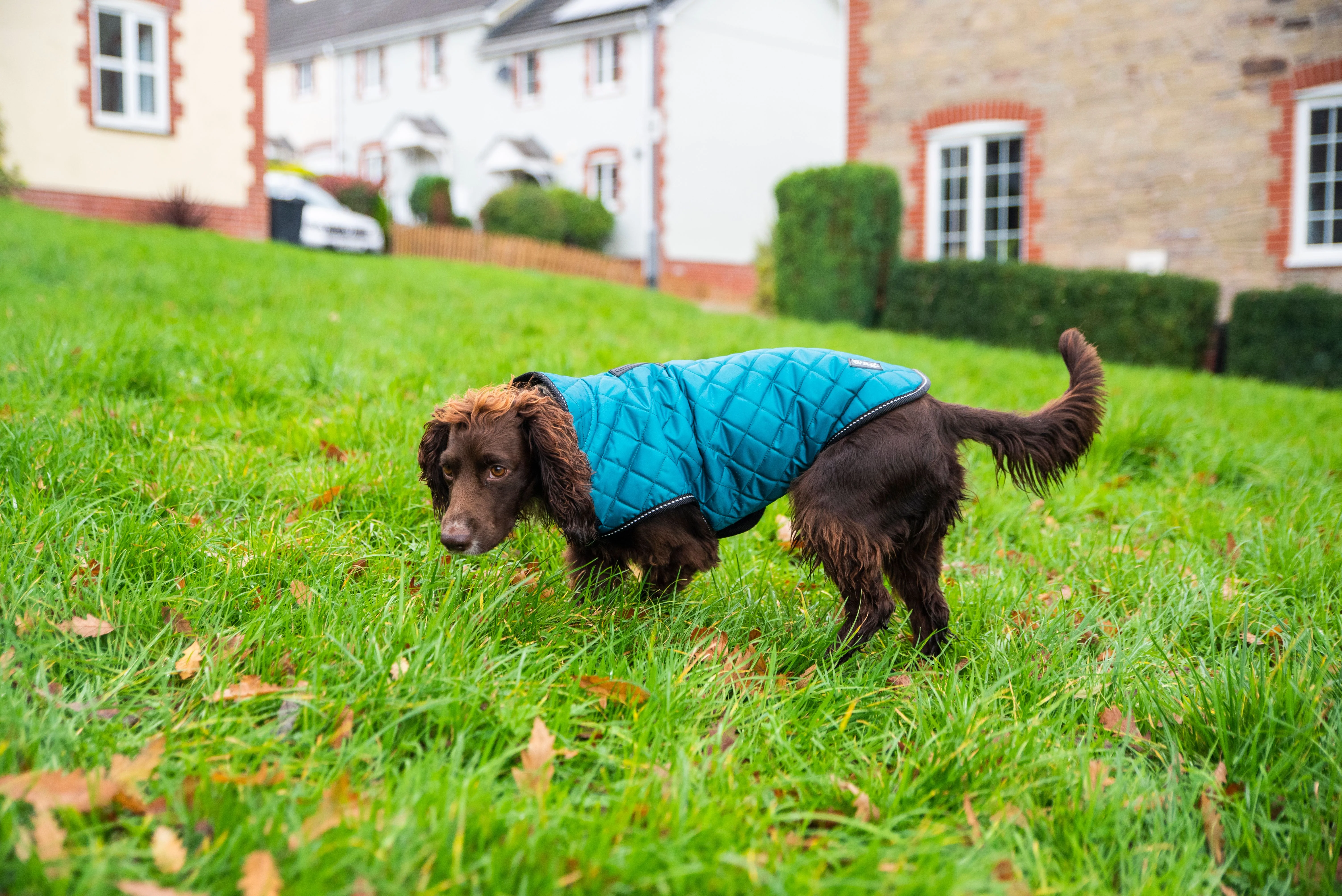 Henry Wag Quilted Dog Jacket Teal (5 sizes) - Image 7