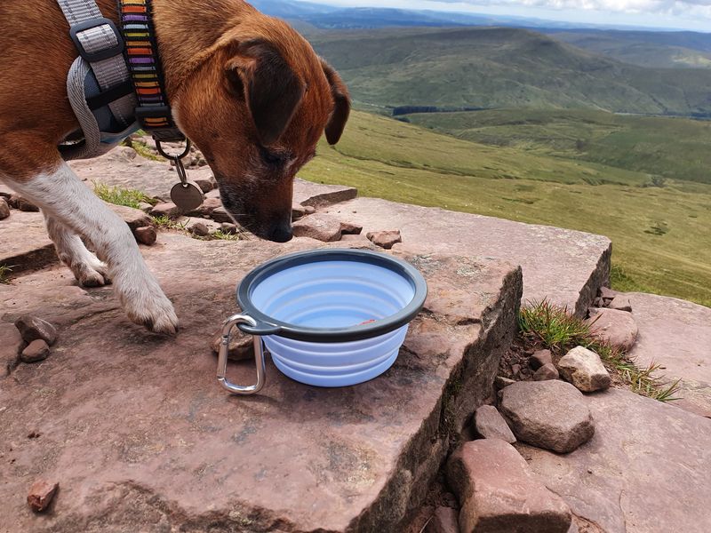 Henry Wag Travel Bowl (2 sizes) - Image 5