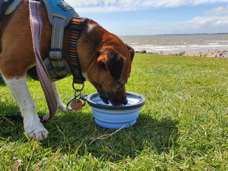 Henry Wag Travel Bowl (2 sizes) - Image 6