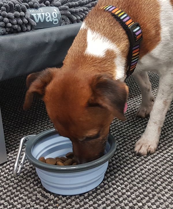Henry Wag Travel Bowl (2 sizes) - Image 8
