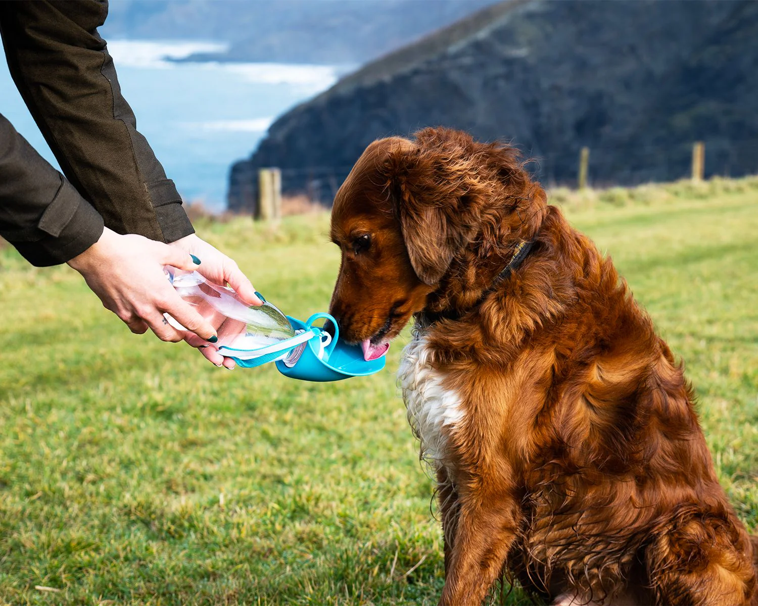 Henry Wag Water Bottle With Leaf Bowl Blue - Image 7