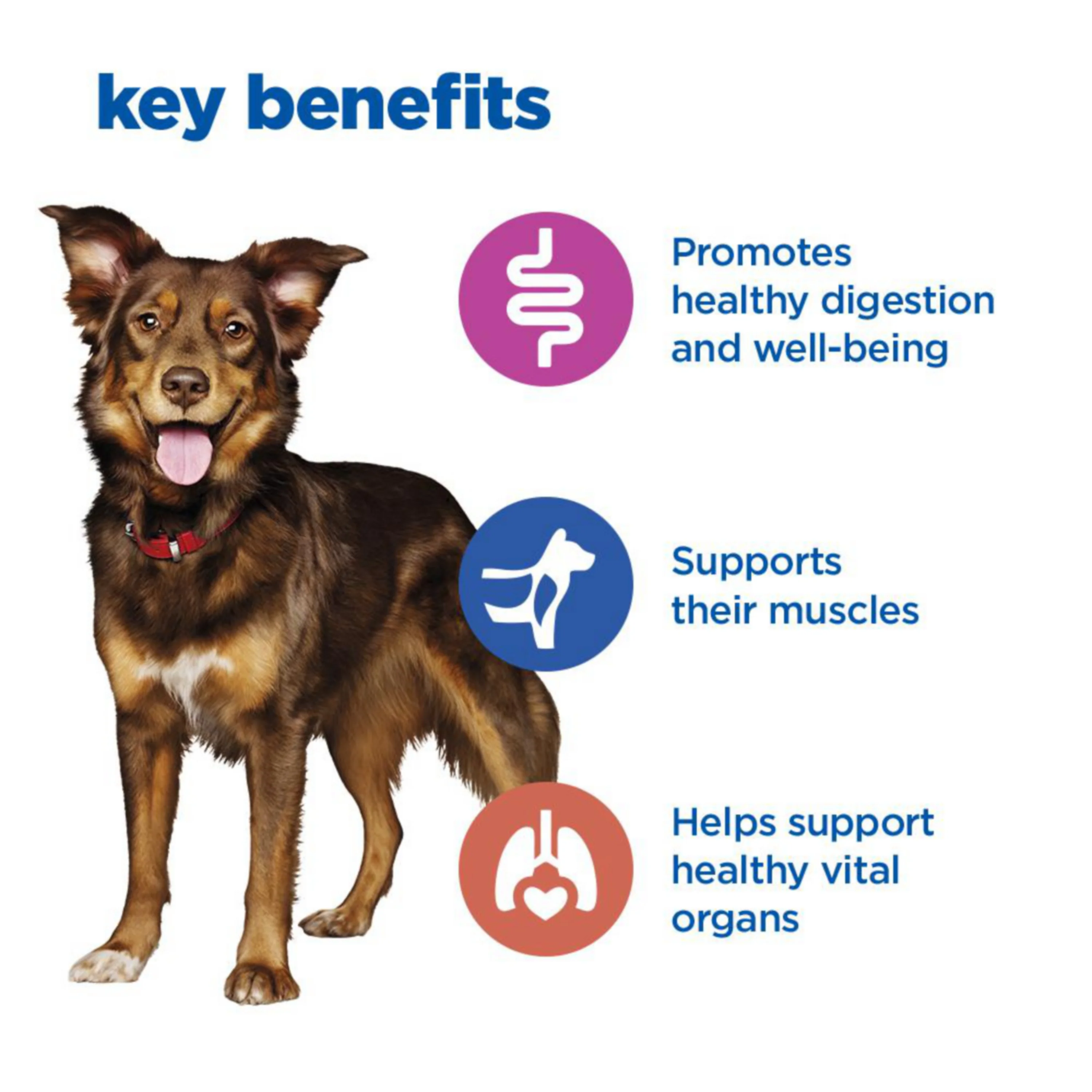 Hill's™ VET ESSENTIALS™ MULTI-BENEFIT Adult Wet Dog Food with Tender Chicken & Vegetables - Image 3