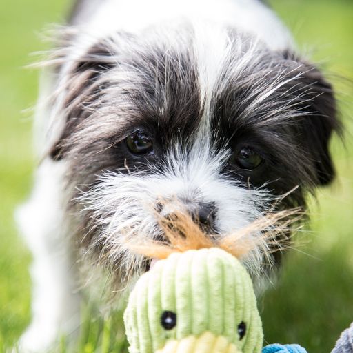 Hugglehounds Duck Small - Image 6
