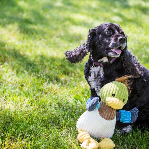 Hugglehounds Duck Small - Image 7