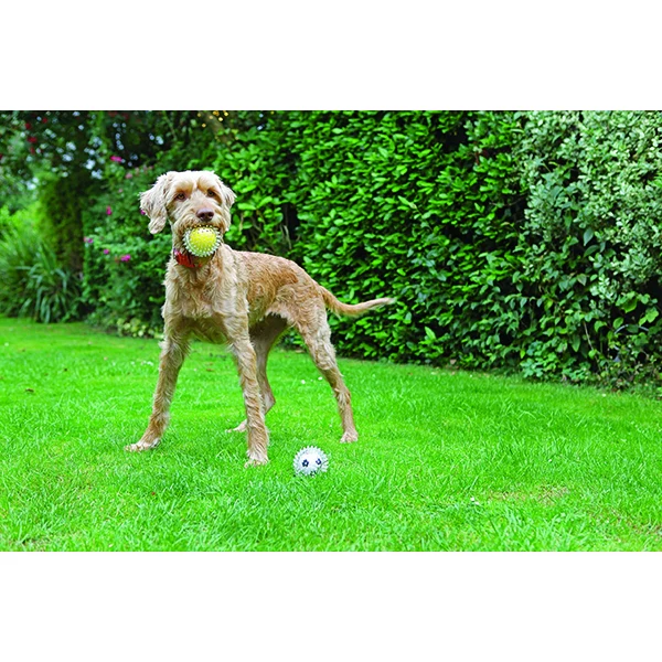 Jolly Doggy Catch & Play Tennis Ball - Image 3