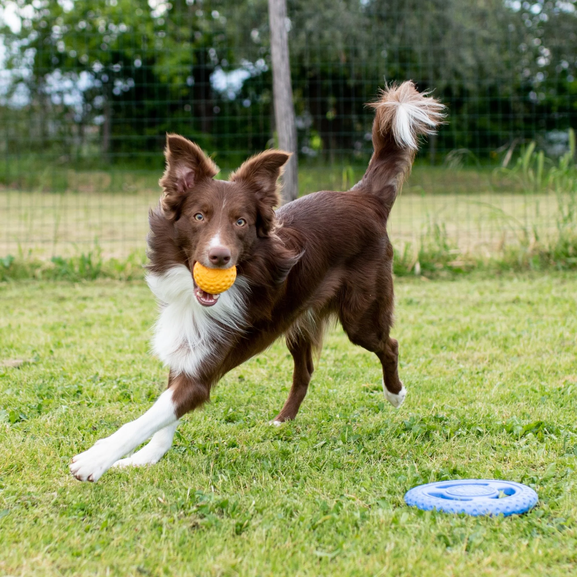 Kiwi Walker Let's Play! Ball Orange (2 sizes) - Image 4