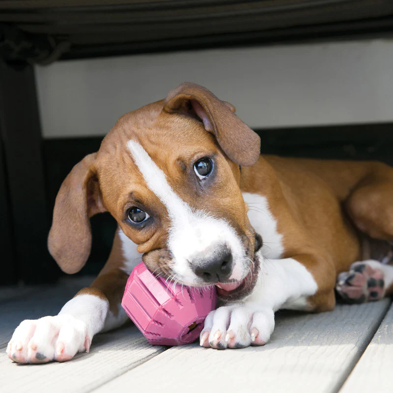 KONG Puppy Activity Ball (2 sizes) - Image 3