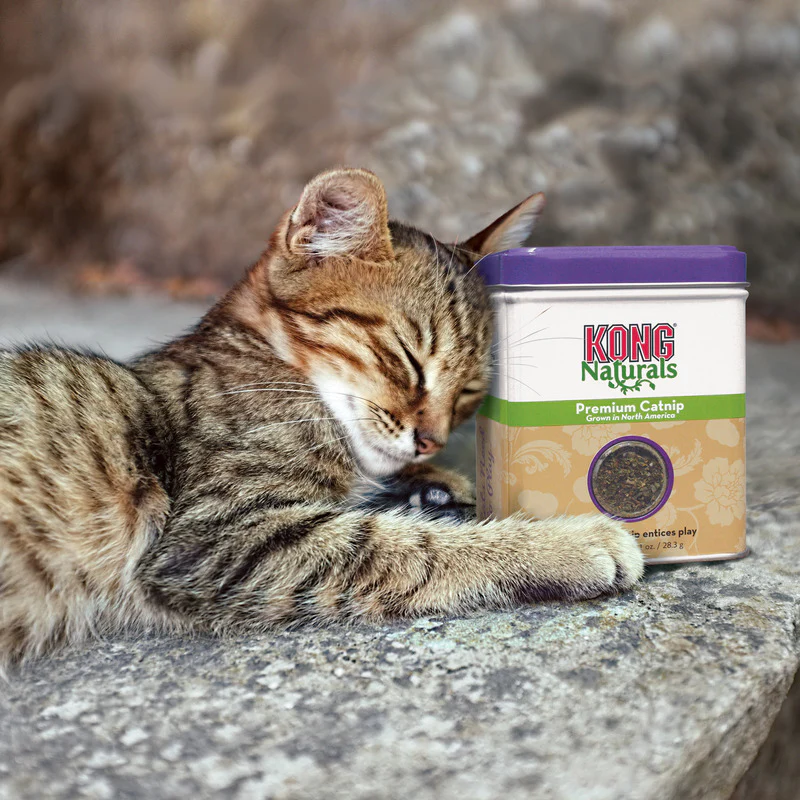 KONG Cat Catnip Premium (2 sizes) - Image 5