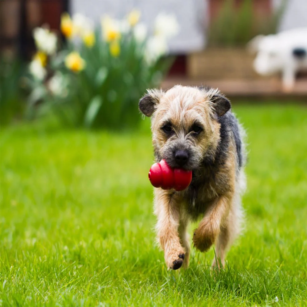 KONG Classic Red Dog Toy - Image 12