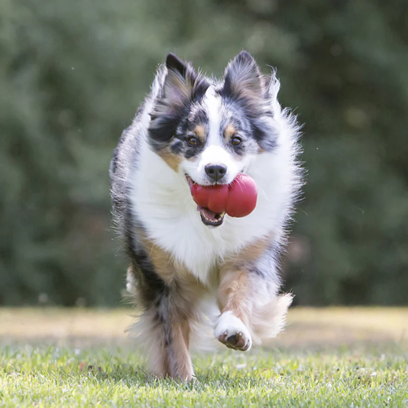 KONG Classic Red Dog Toy - Image 6