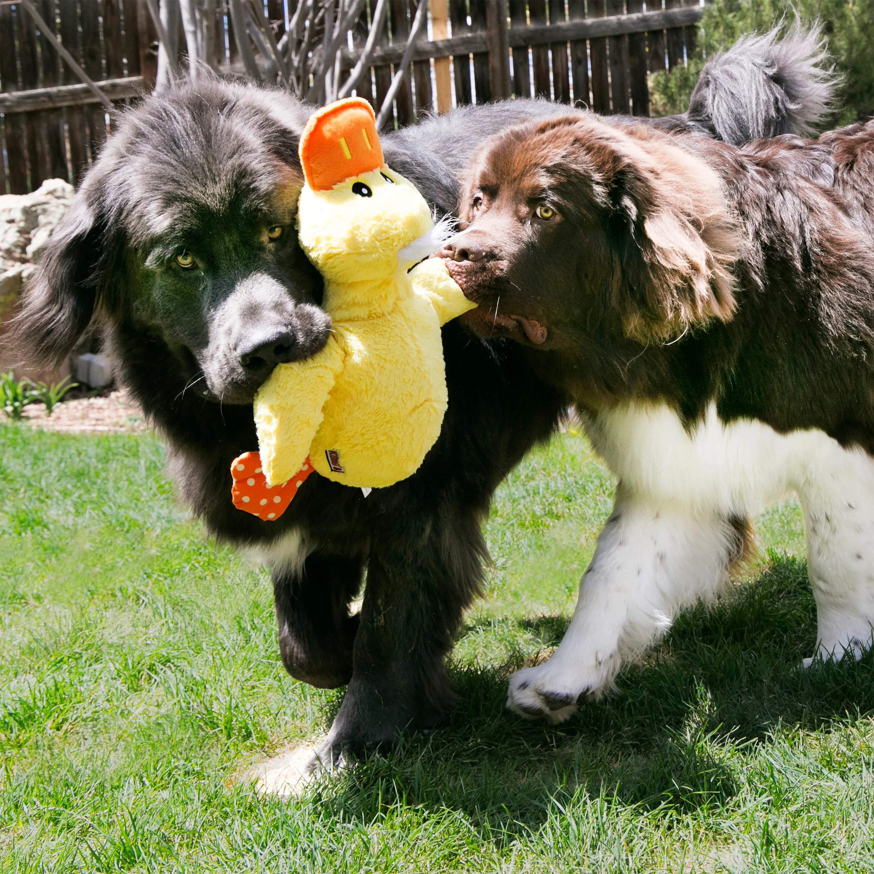 KONG Comfort Jumbo Duck XLarge (assorted) - Image 5