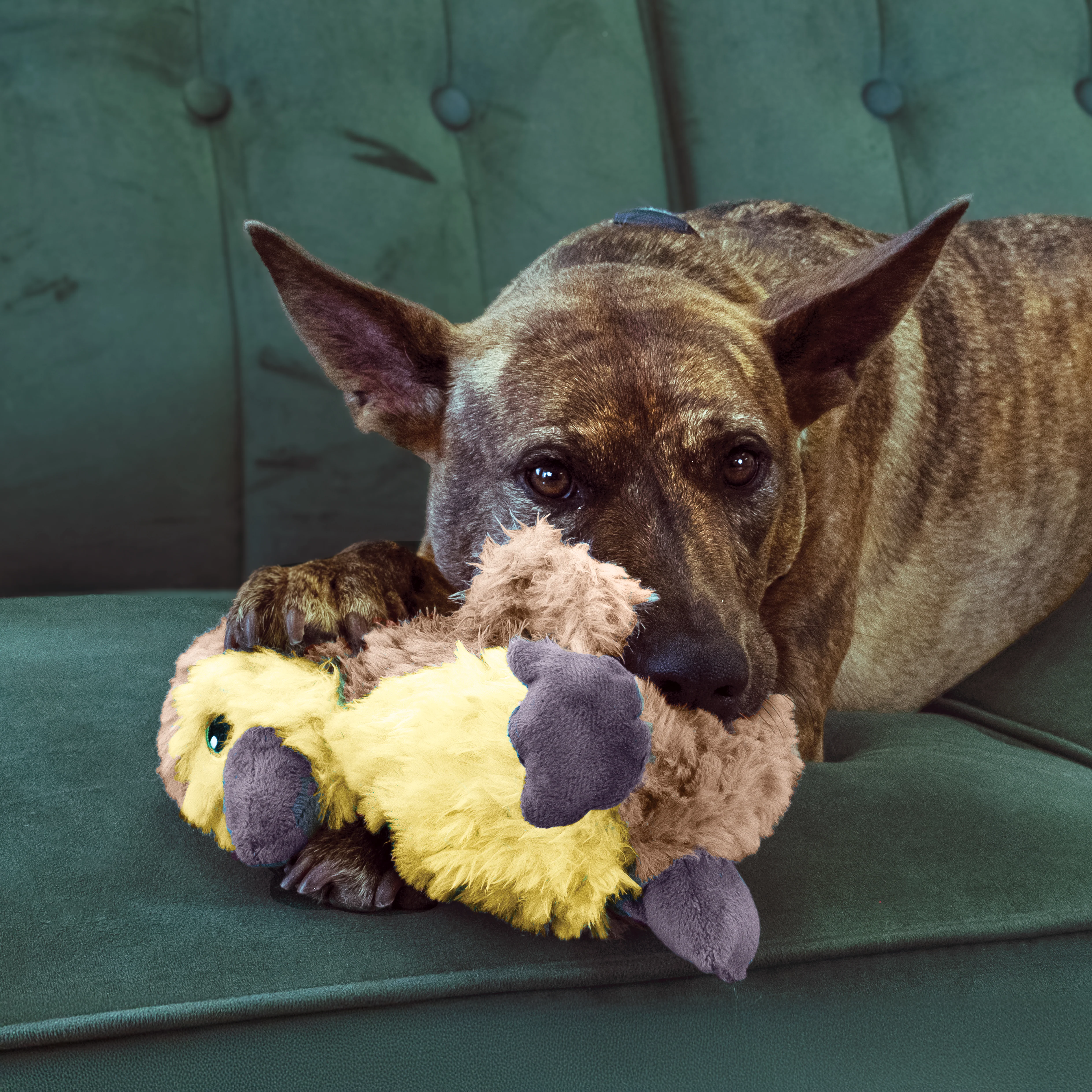 KONG Comfort Tykes Gosling Dog Toy Small - Image 6