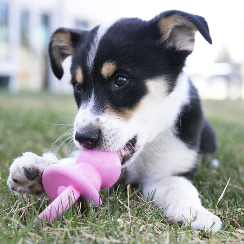 KONG Puppy Binkie (2 sizes) - Image 6