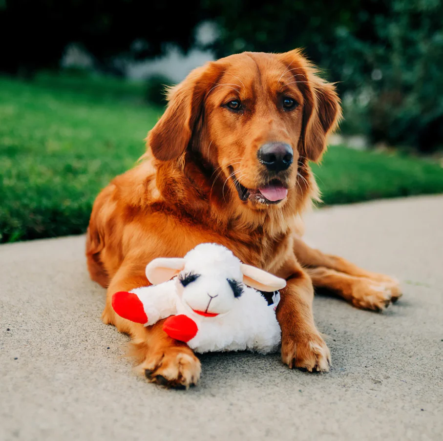 Lamb Chop Soft Dog Toy (3 sizes) - Image 5