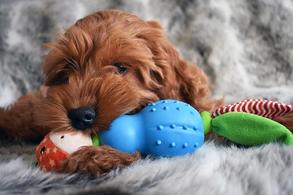 Little Nippers Jolly Giraffe Puppy Toy - Image 3