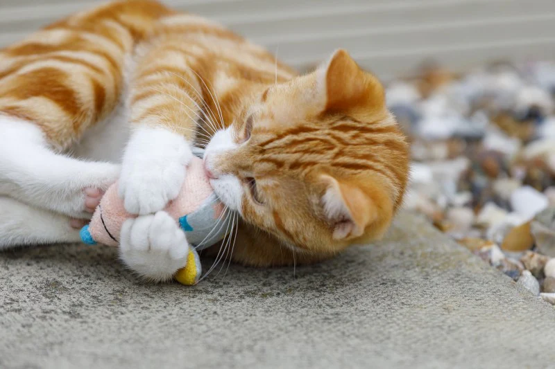 Little Petface Bell Mouse Cat Toy - Image 9