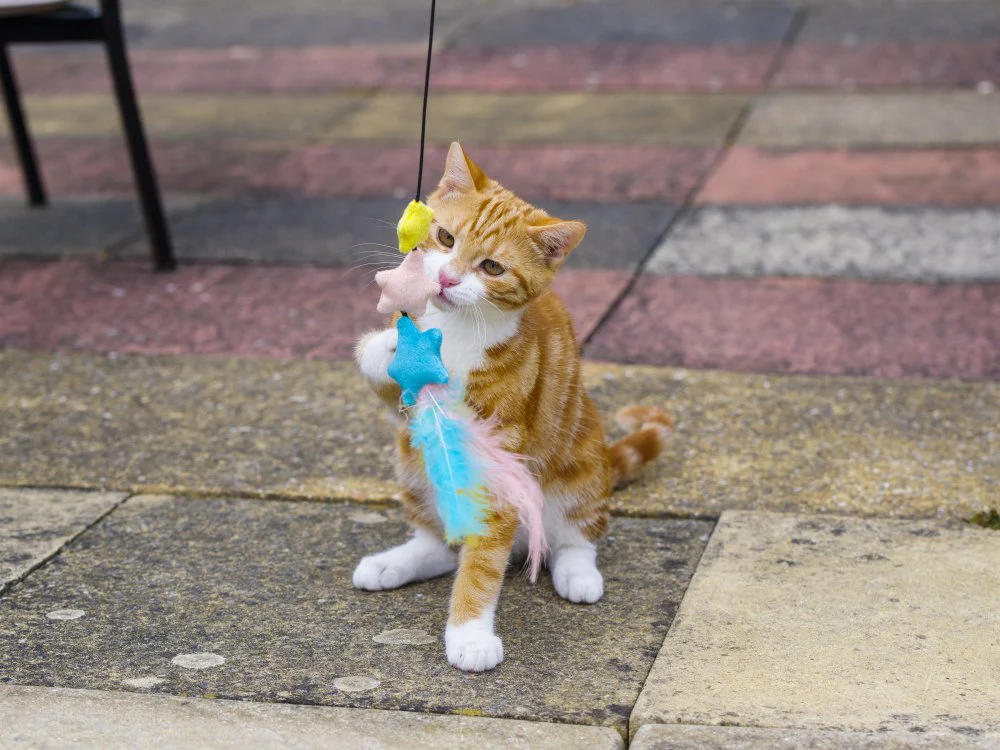 Little Petface Dream Big Teaser Cat Toy - Image 4