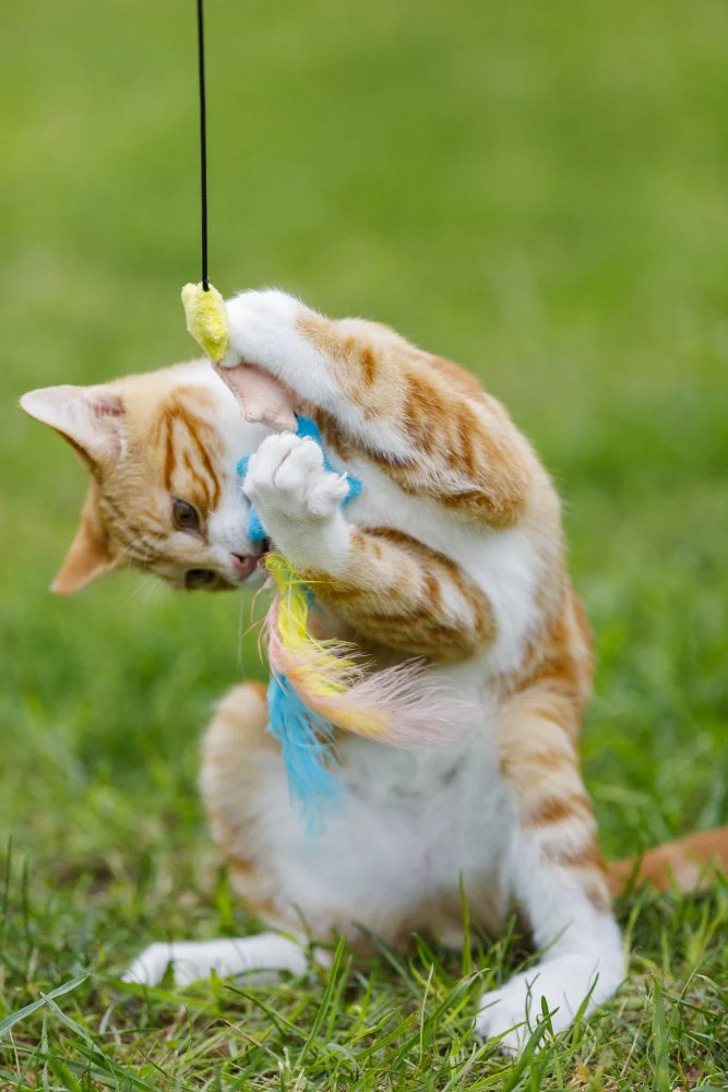 Little Petface Dream Big Teaser Cat Toy - Image 5