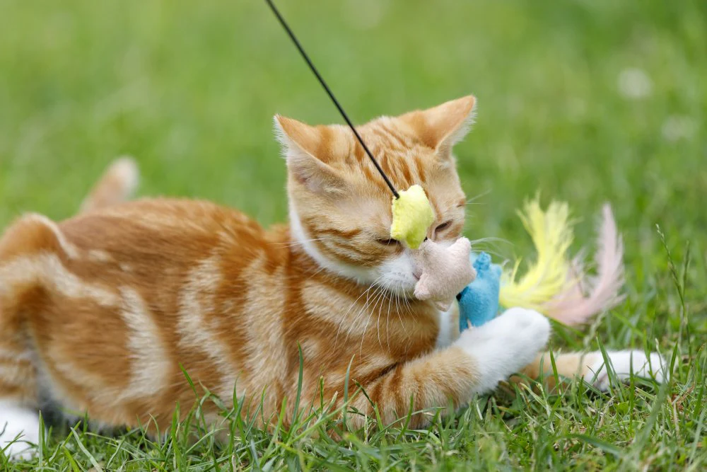 Little Petface Dream Big Teaser Cat Toy - Image 6