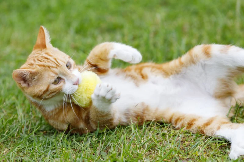 Little Petface Pom Pom (4pk) Cat Toy - Image 3
