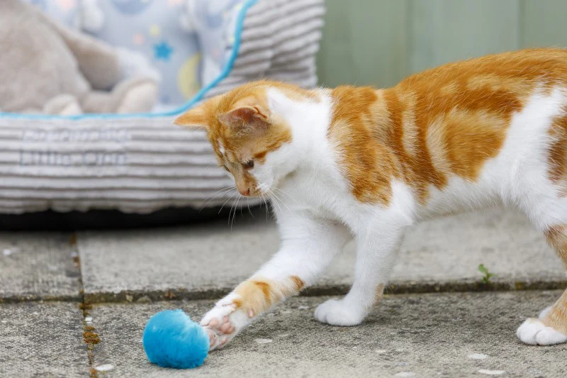 Little Petface Pom Pom (4pk) Cat Toy - Image 4