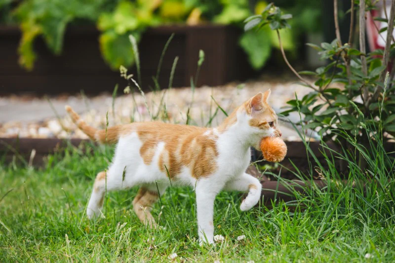 Little Petface Pom Pom (4pk) Cat Toy - Image 6
