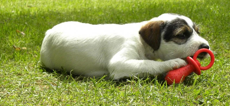 Little Petface Puppy Play Pack - Image 5