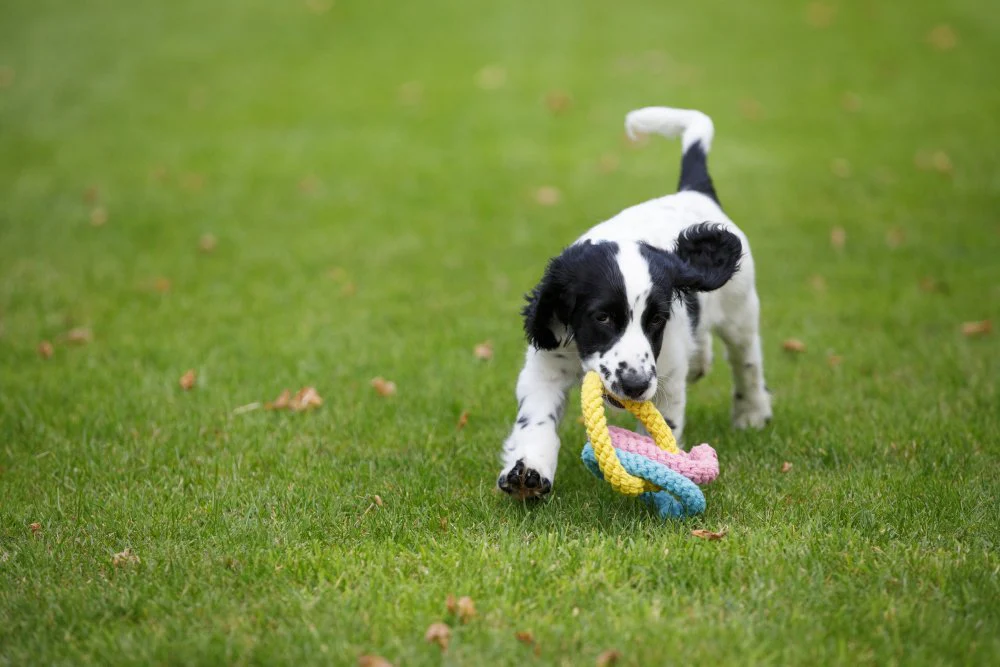 Little Petface Rope Hearts Dog Toy - Image 3