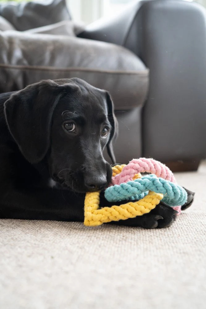Little Petface Rope Hearts Dog Toy - Image 5