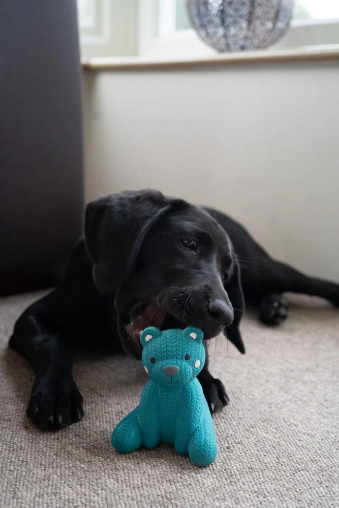 Little Petface Ted The Latex Bear Dog Toy - Image 2