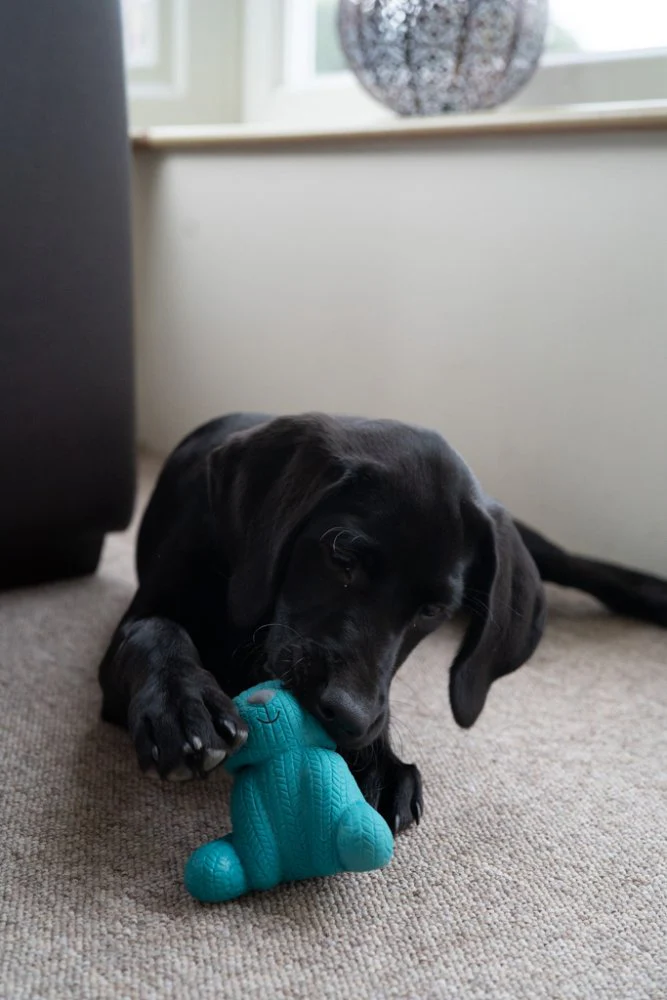 Little Petface Ted The Latex Bear Dog Toy - Image 3