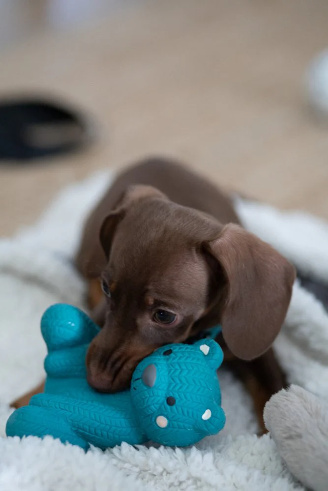 Little Petface Ted The Latex Bear Dog Toy - Image 4