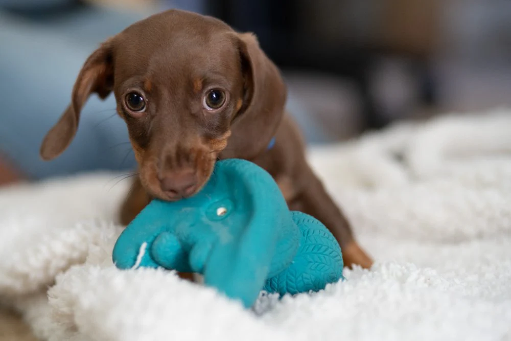 Little Petface Ted The Latex Bear Dog Toy - Image 5