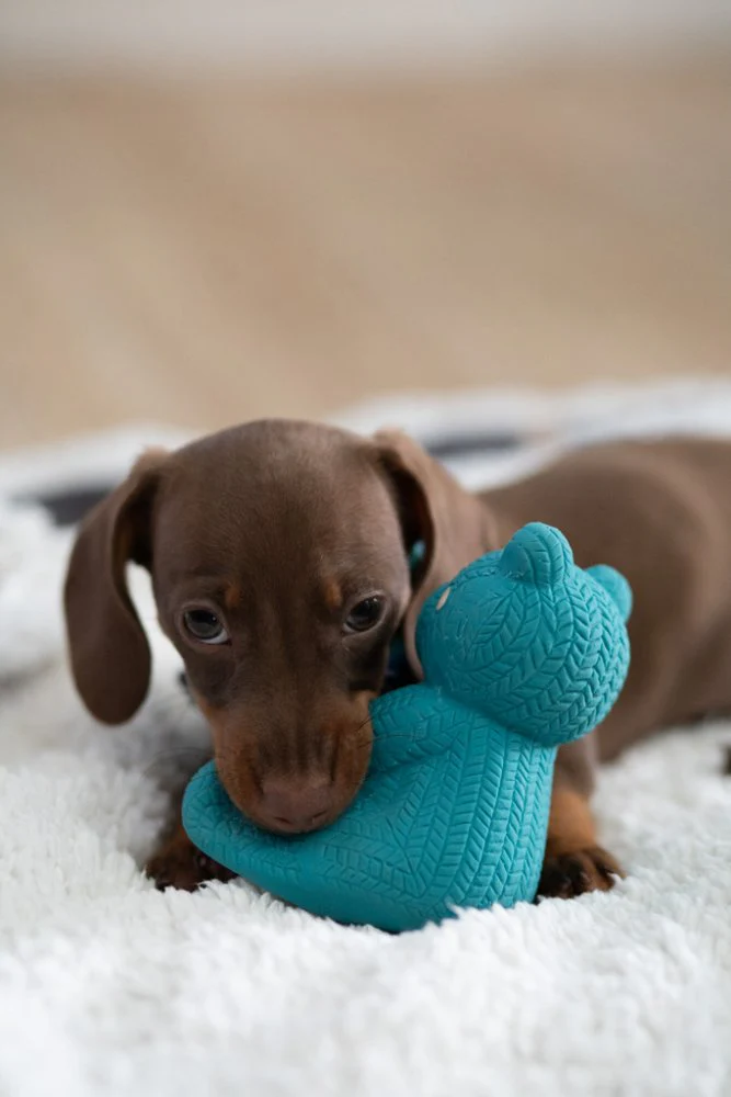 Little Petface Ted The Latex Bear Dog Toy - Image 6