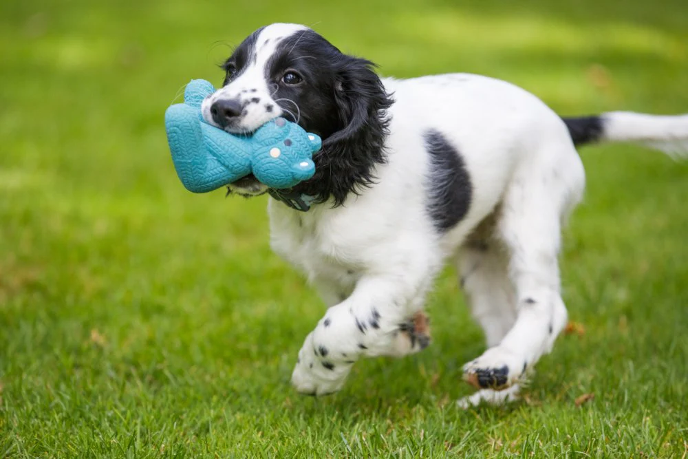 Little Petface Ted The Latex Bear Dog Toy - Image 7