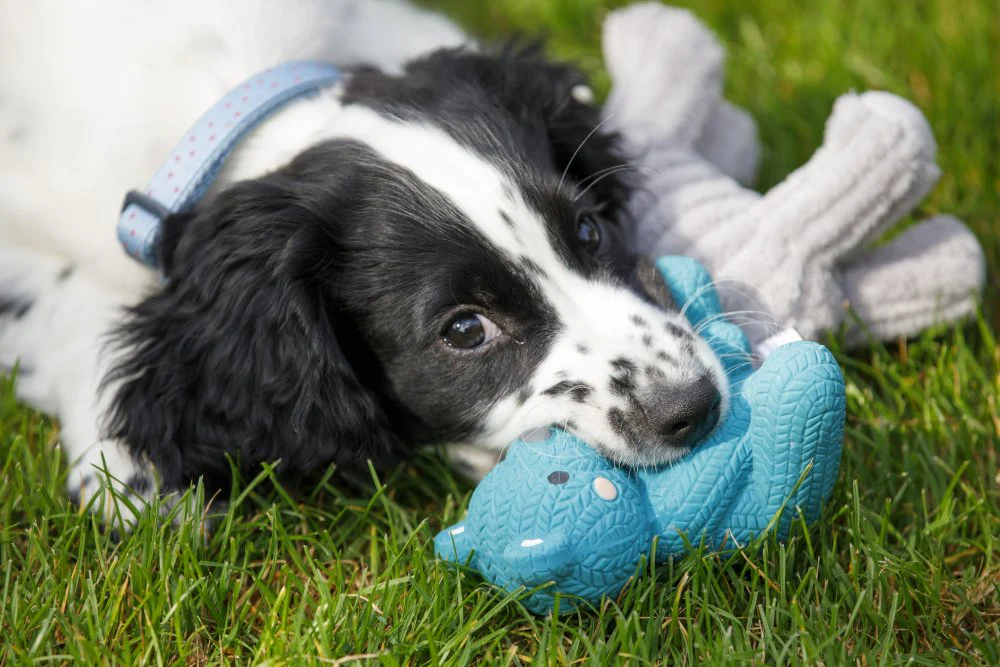 Little Petface Ted The Latex Bear Dog Toy - Image 8