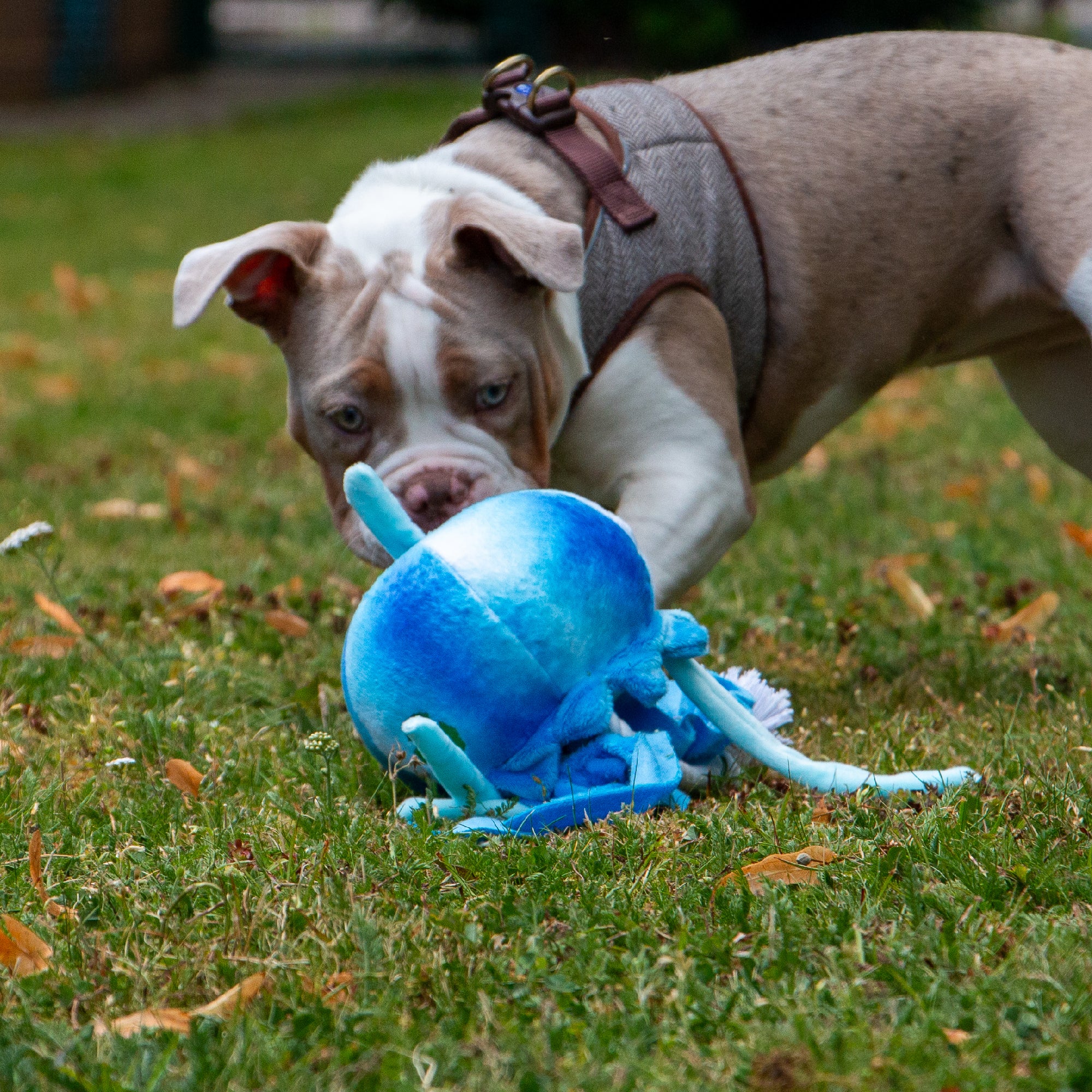 Made From Jelly Fish Dog Toy - Image 2