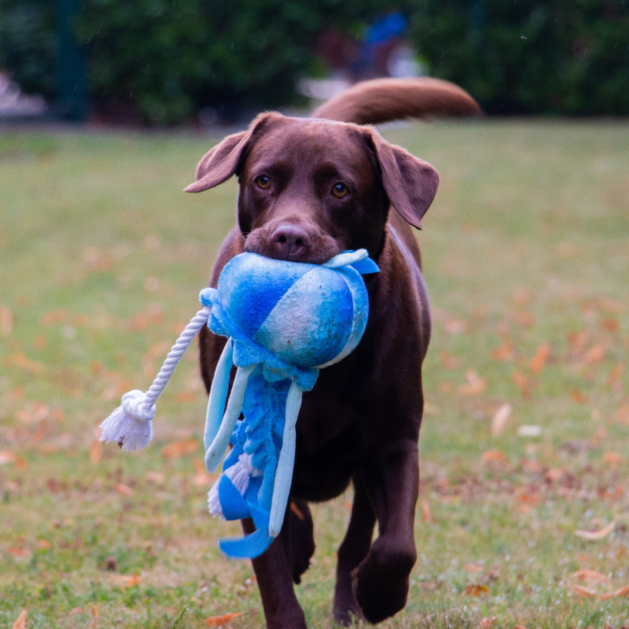 Made From Jelly Fish Dog Toy - Image 4