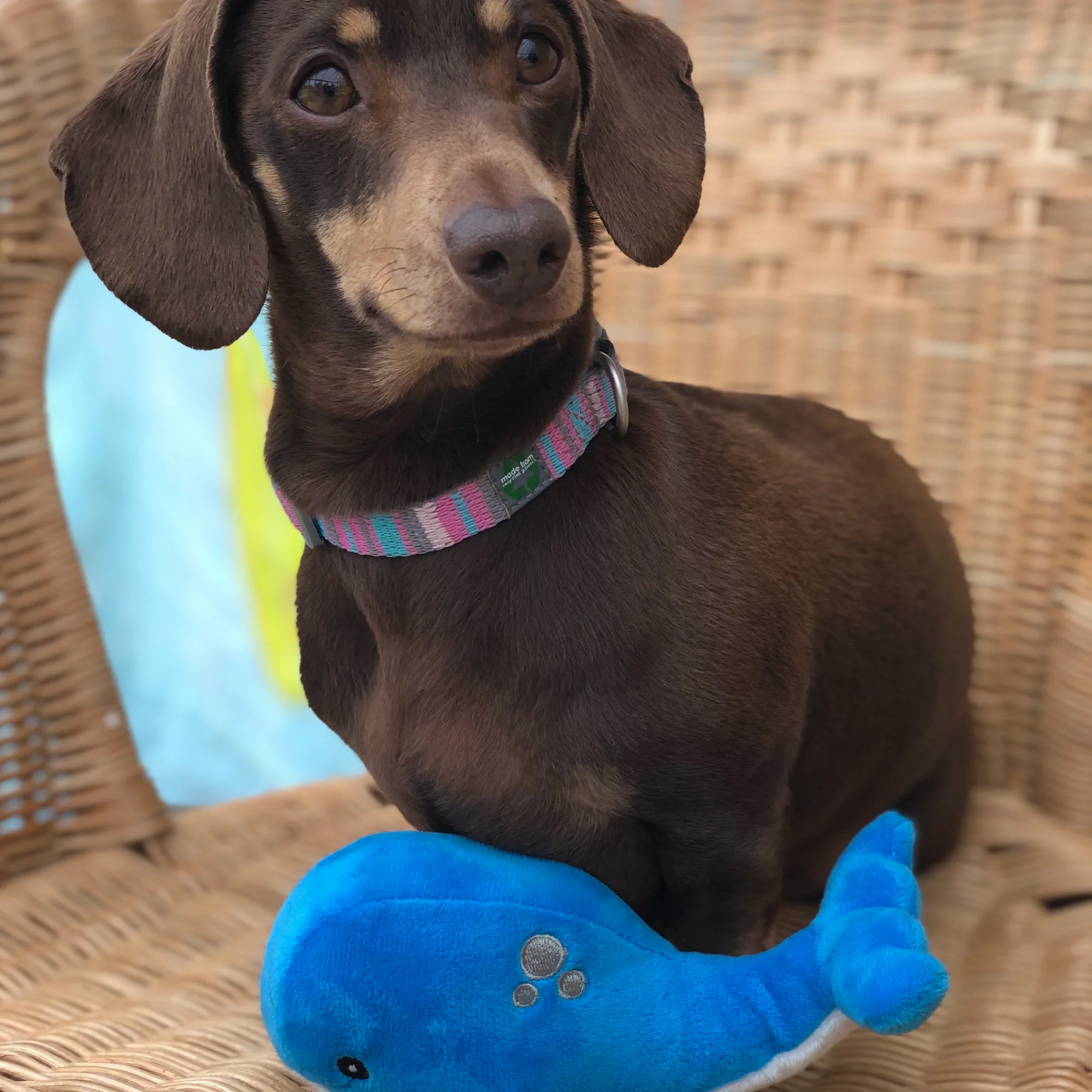 Made From Mini Shark, Octopus & Oshi Dog Toy - Image 5