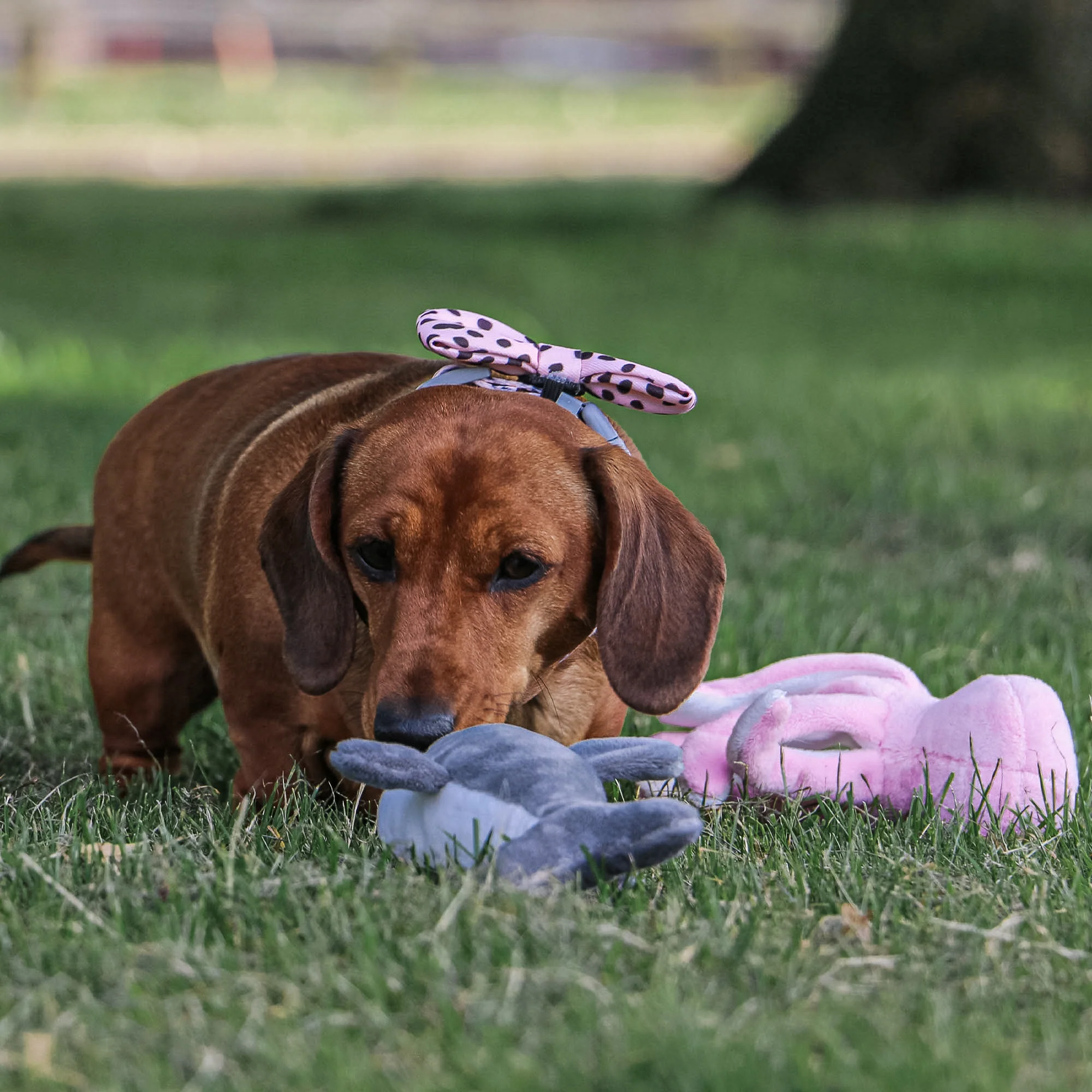 Made From Mini Shark, Octopus & Oshi Dog Toy - Image 7