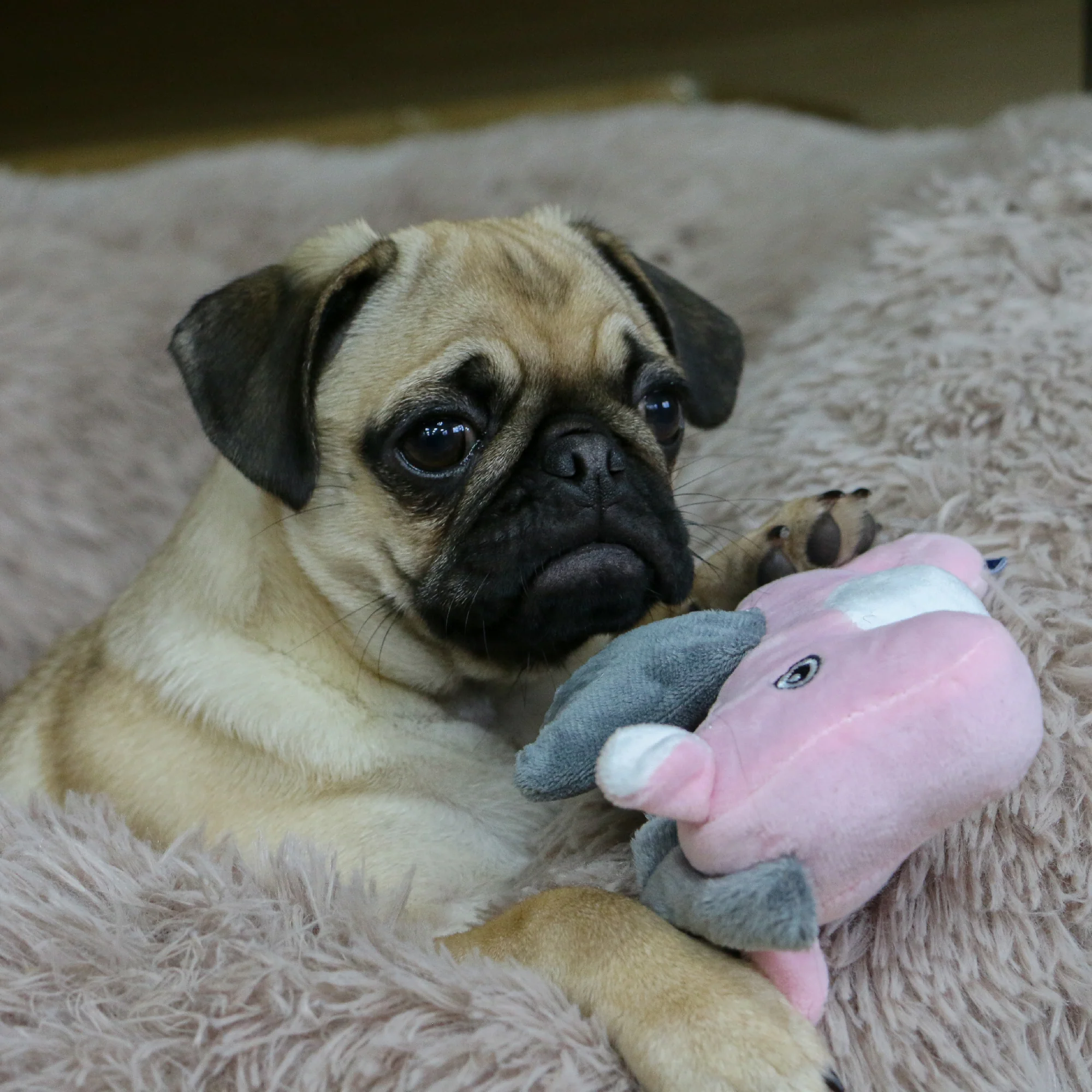 Made From Mini Turtle, Seal & Seahorse Dog Toy - Image 6