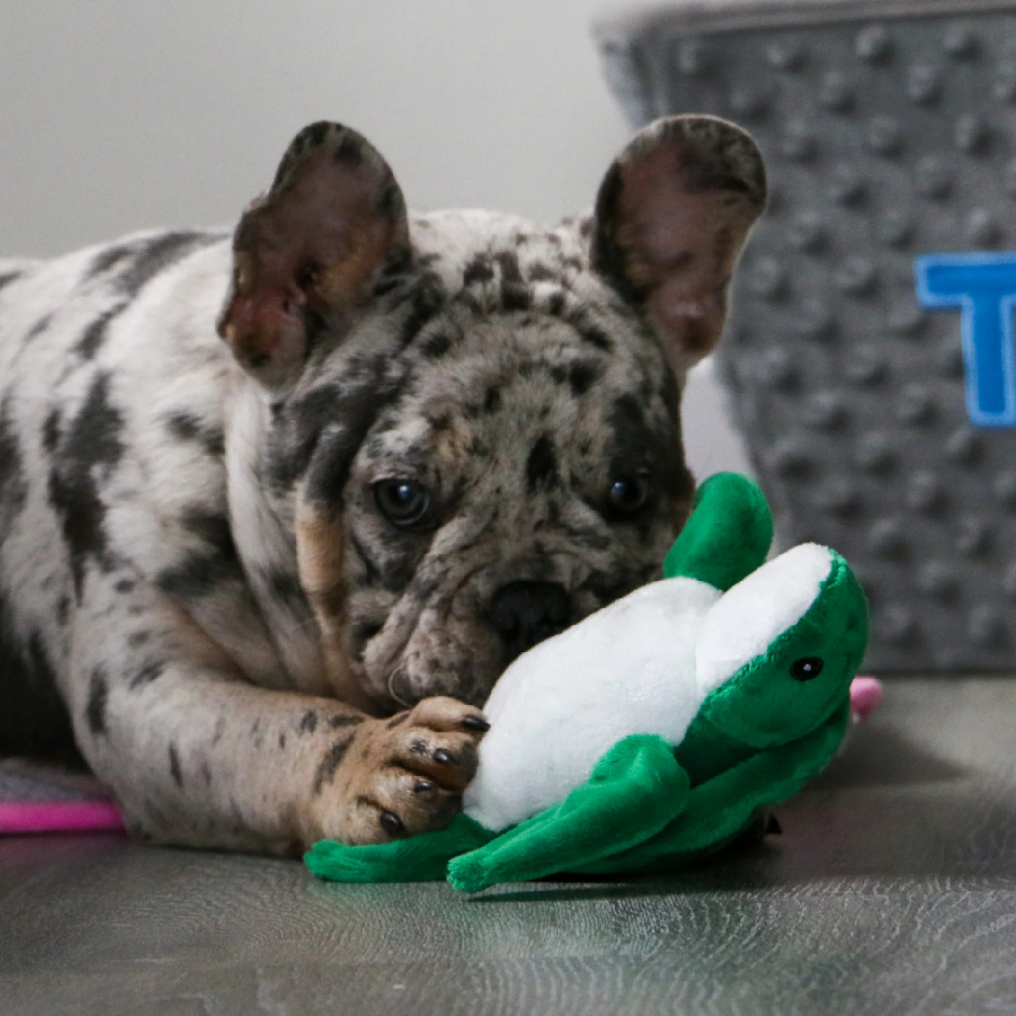 Made From Mini Turtle, Seal & Seahorse Dog Toy - Image 7