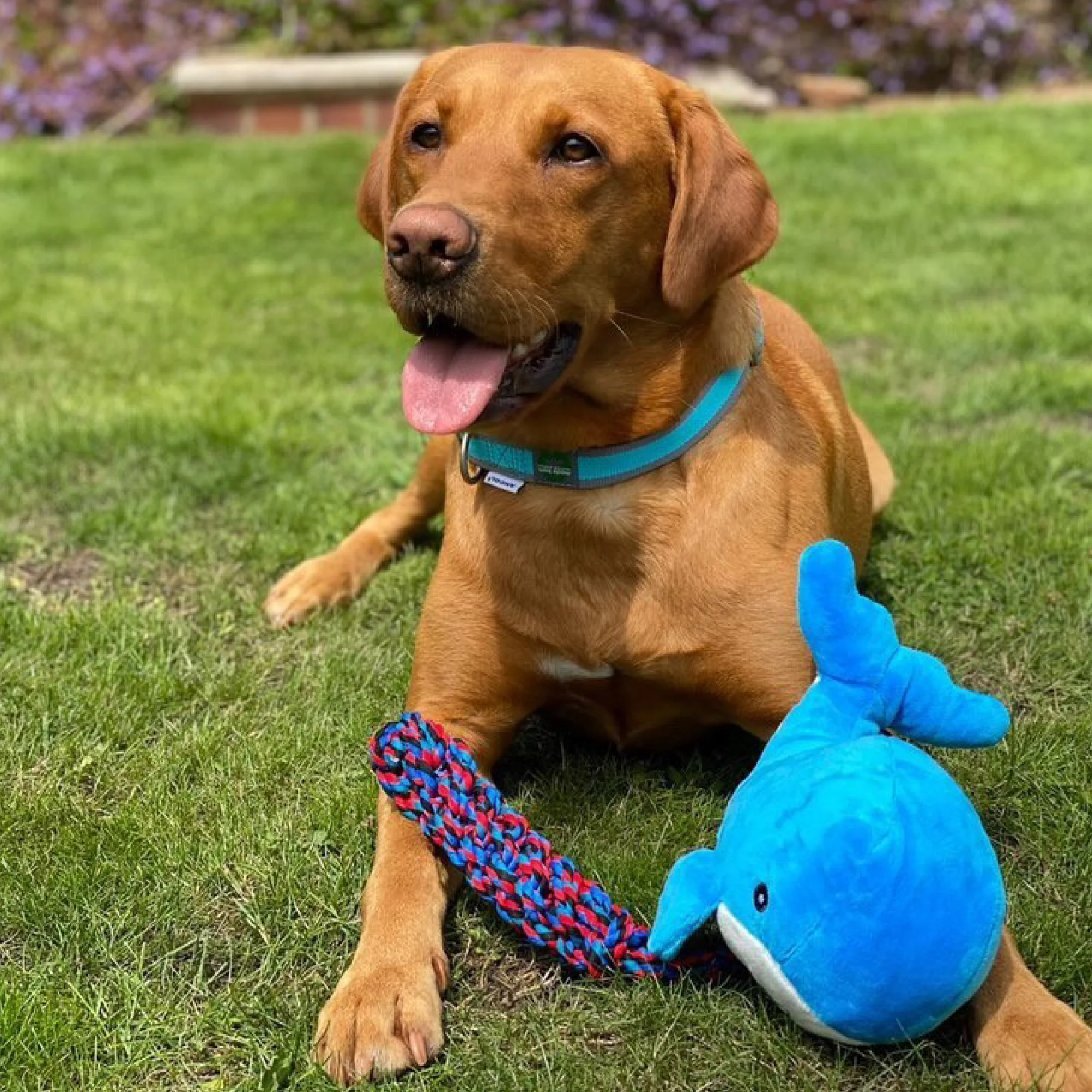 Made From Oshi The Whale Cuddler Dog Toy - Image 2