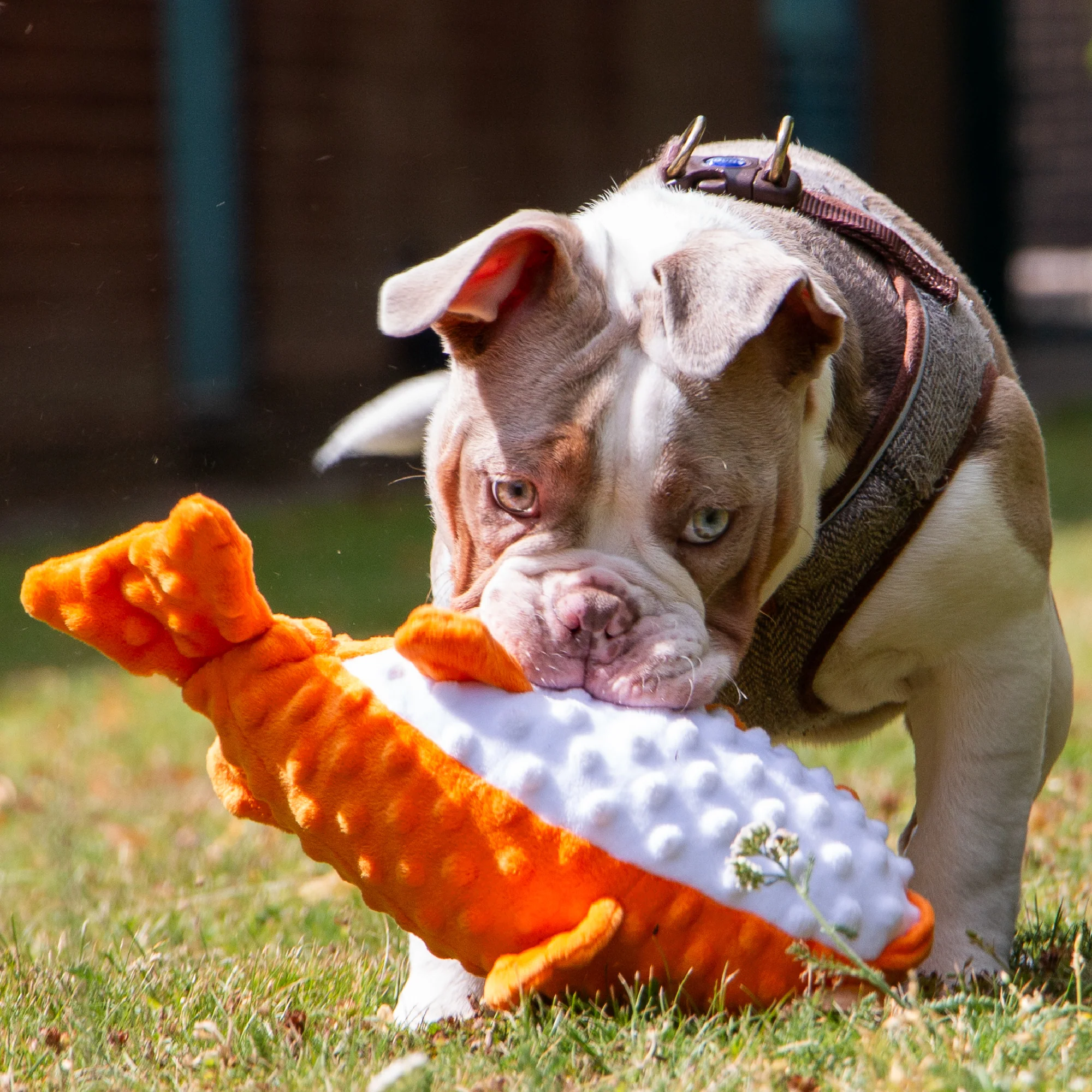 Made From Puffer Fish Dog Toy - Image 2