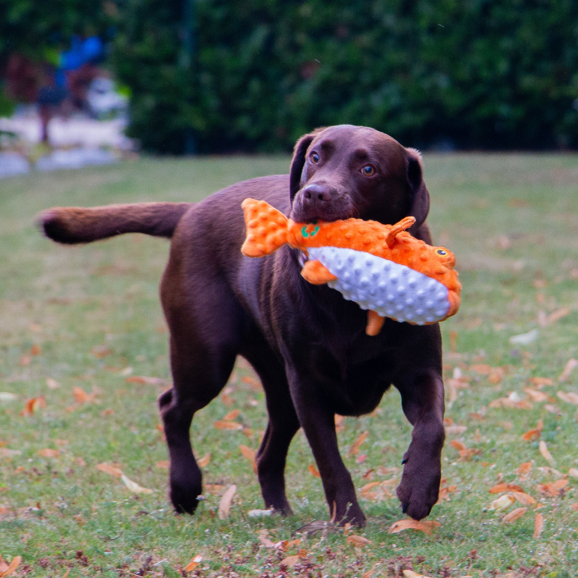 Made From Puffer Fish Dog Toy - Image 4