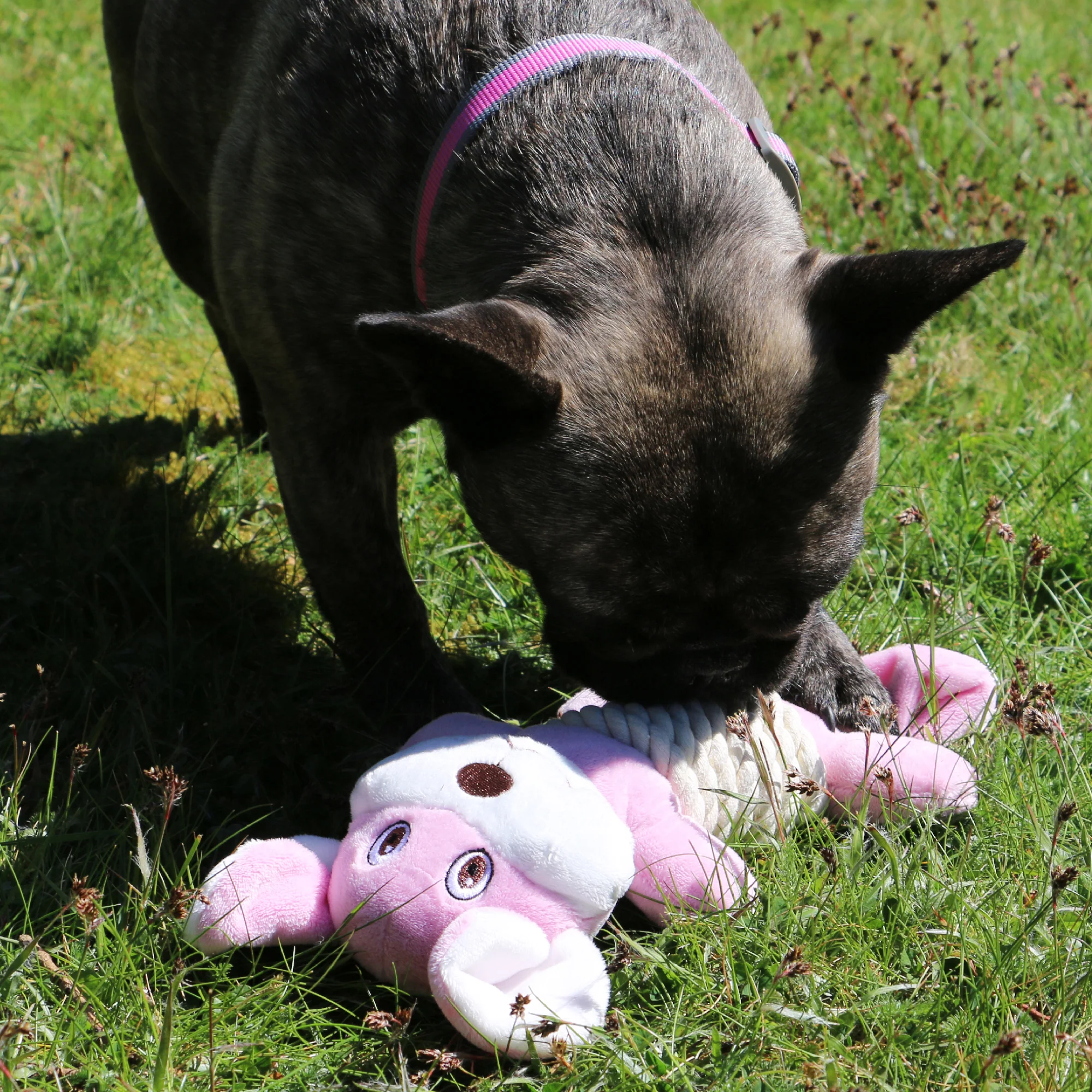 Made From Rope Bellies Dog Toy - Image 6