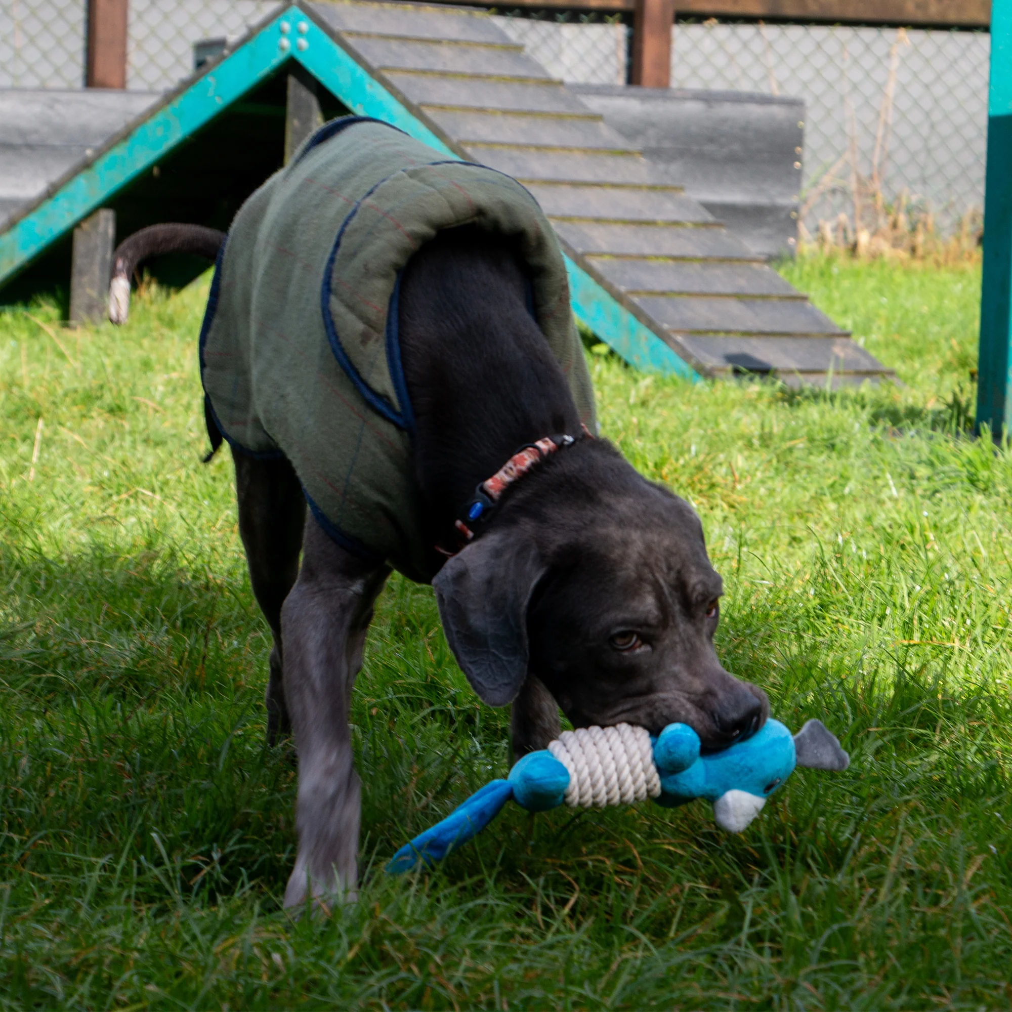 Made From Rope Bellies Dog Toy - Image 7