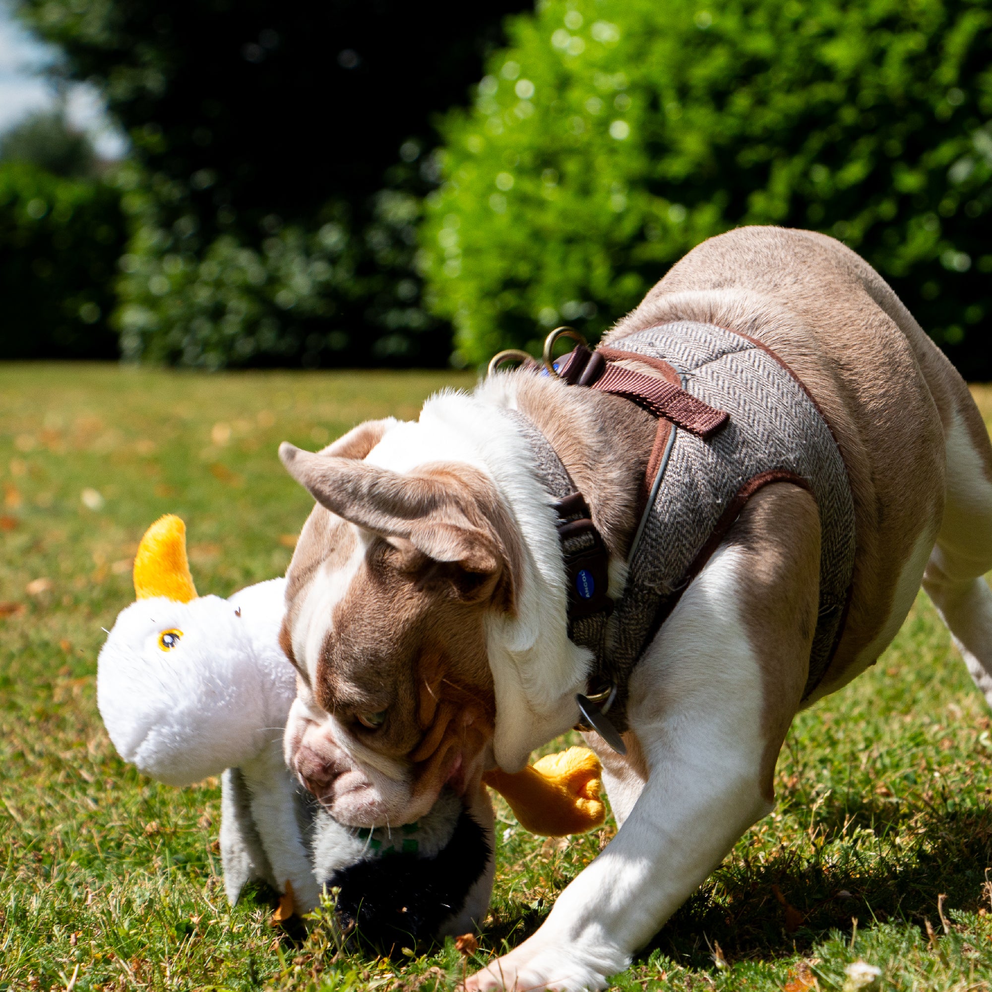 Made From Seagull Dog Toy - Image 4