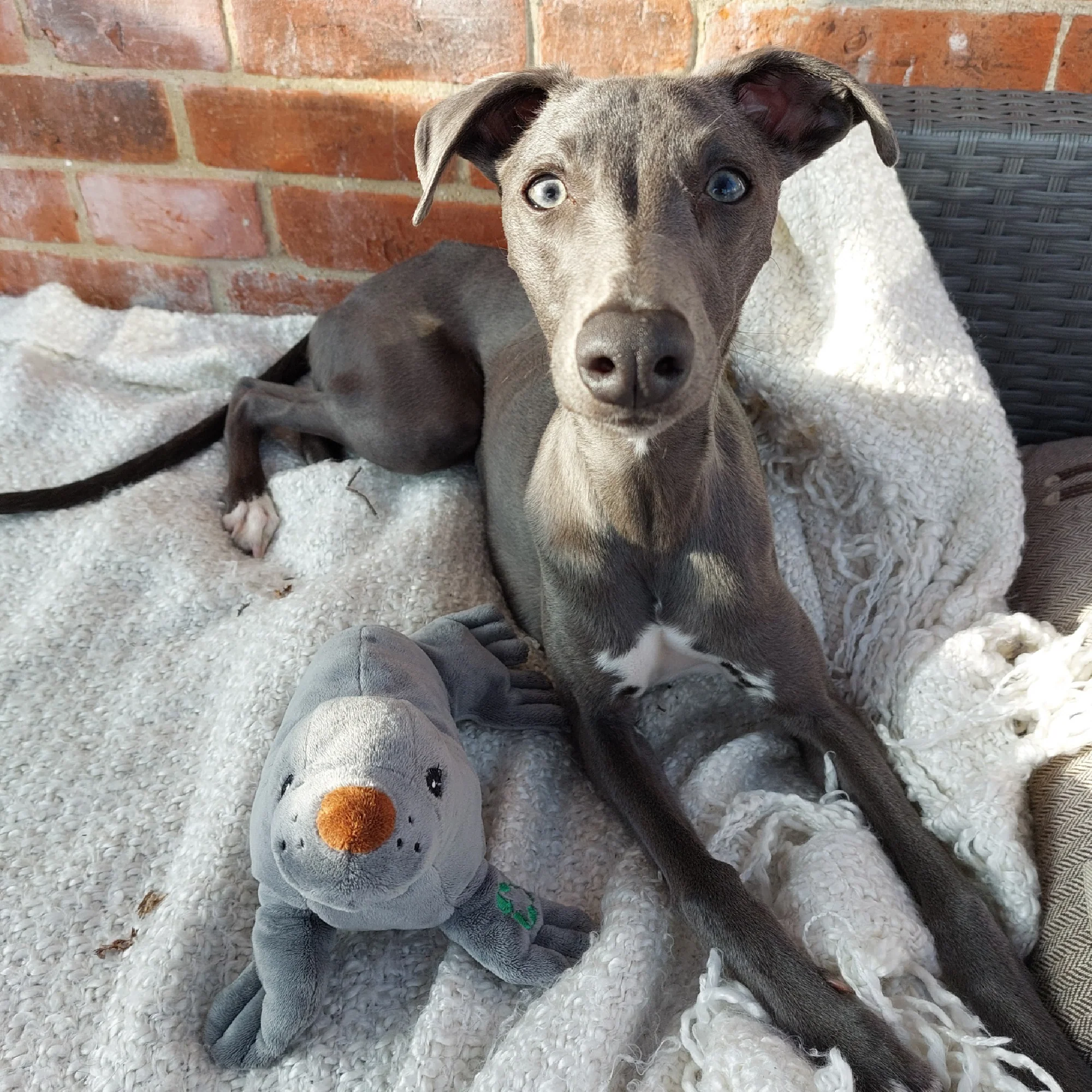Made From Seal Dog Toy - Image 4